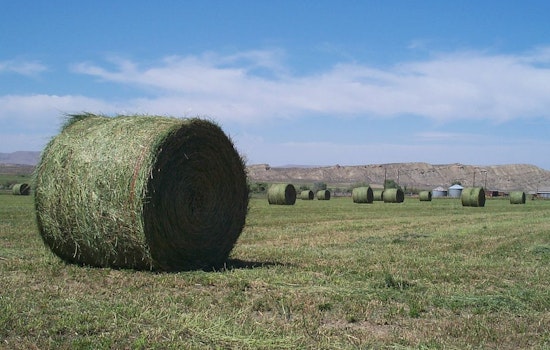 Arizona Farmers Face Economic Strain as Chinese Tariffs Crush Alfalfa Export Market