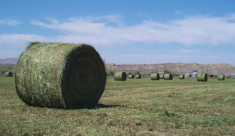 Arizona Farmers Face Economic Strain as Chinese Tariffs Crush Alfalfa Export Market