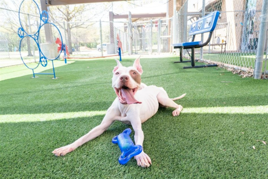 Arlington Animal Services Celebrates National Pet Day with $10 VIP Pet Adoptions