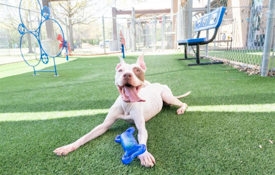 Arlington Animal Services Celebrates National Pet Day with $10 VIP Pet Adoptions