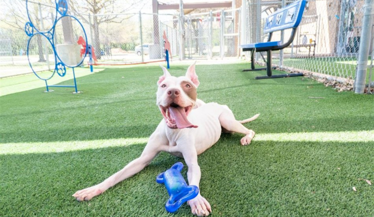 Arlington Animal Services Celebrates National Pet Day with $10 VIP Pet Adoptions