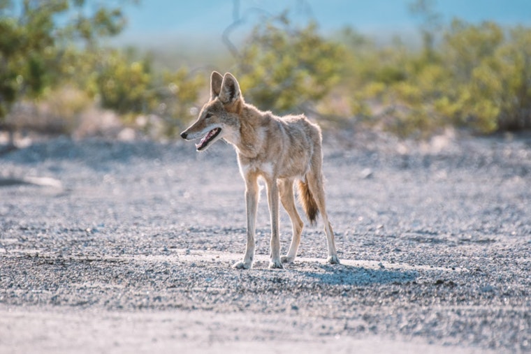 Atlantic Beach on Alert as Multiple Coyote Encounters and Biting Incidents Prompt Safety Advisory