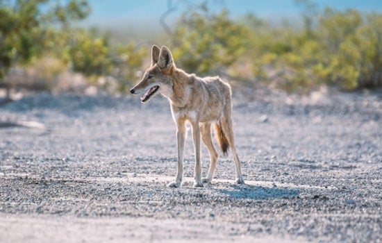 Atlantic Beach on Alert as Multiple Coyote Encounters and Biting Incidents Prompt Safety Advisory
