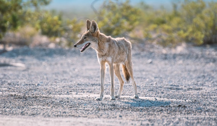 Atlantic Beach on Alert as Multiple Coyote Encounters and Biting Incidents Prompt Safety Advisory