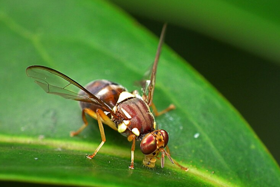 Australian Fruit Flies Forgo Sleep to Evade Parasitic Mites, University of Cincinnati Study Reveals
