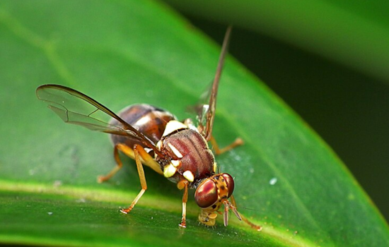 Australian Fruit Flies Forgo Sleep to Evade Parasitic Mites, University of Cincinnati Study Reveals