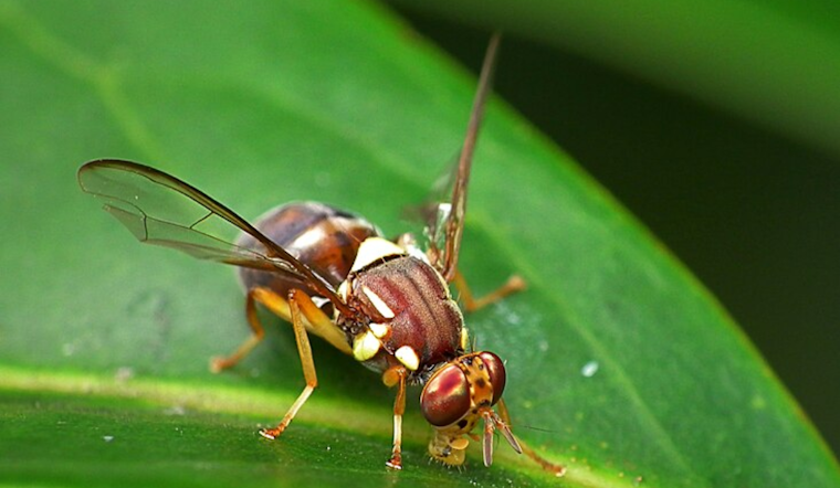 Australian Fruit Flies Forgo Sleep to Evade Parasitic Mites, University of Cincinnati Study Reveals