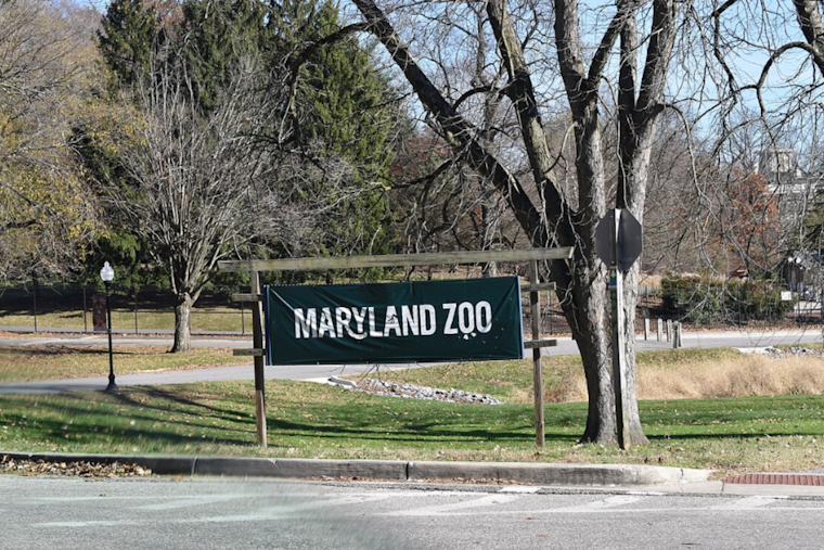 Baltimore's Maryland Zoo Celebrates Arrival of Endangered Lemur, Bolstering Species Conservation Efforts