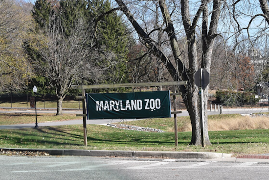 Baltimore's Maryland Zoo Celebrates Arrival of Endangered Lemur, Bolstering Species Conservation Efforts