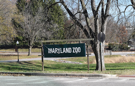 Baltimore's Maryland Zoo Celebrates Arrival of Endangered Lemur, Bolstering Species Conservation Efforts