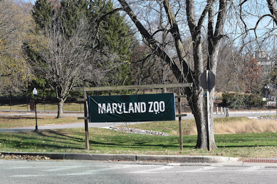 Baltimore's Maryland Zoo Welcomes Surprise Giraffe Calf Born to Unknowingly Expectant Mother