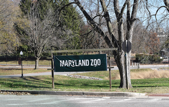 Baltimore's Maryland Zoo Welcomes Surprise Giraffe Calf Born to Unknowingly Expectant Mother
