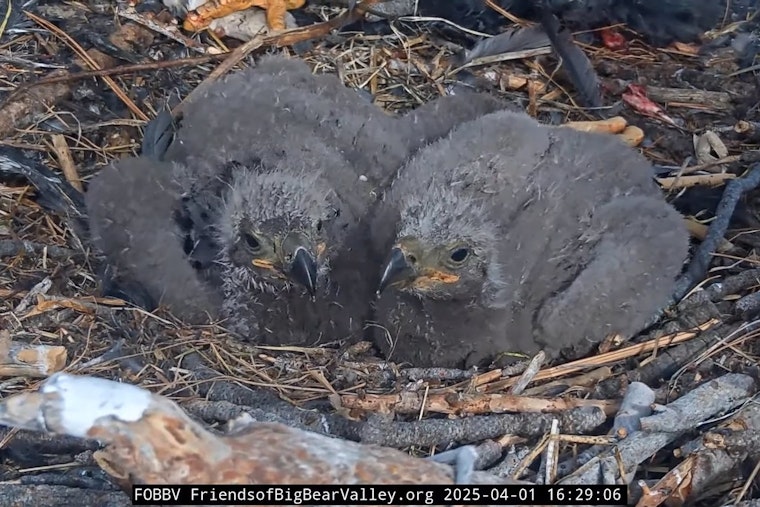 Big Bear's Beloved Bald Eagle Chicks Named 'Sunny' and 'Gizmo' Following Community Vote