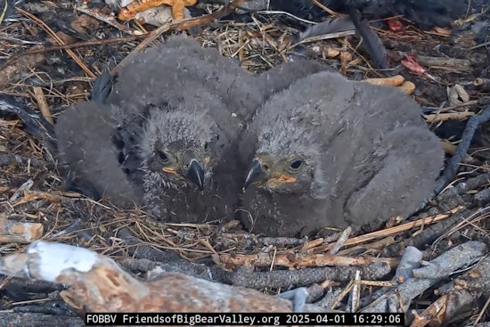 Big Bear's Beloved Bald Eagle Chicks Named 'Sunny' and 'Gizmo' Following Community Vote