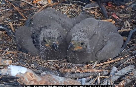 Big Bear's Beloved Bald Eagle Chicks Named 'Sunny' and 'Gizmo' Following Community Vote