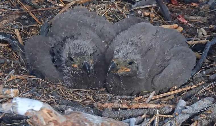 Big Bear's Beloved Bald Eagle Chicks Named 'Sunny' and 'Gizmo' Following Community Vote