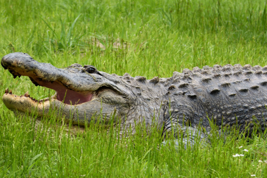 "Blue Collar Brawler" Safely Captures Alligator on Jacksonville Highway