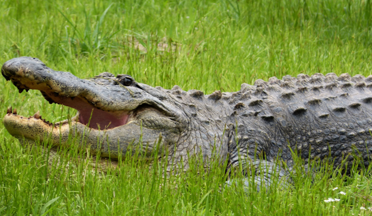 "Blue Collar Brawler" Safely Captures Alligator on Jacksonville Highway