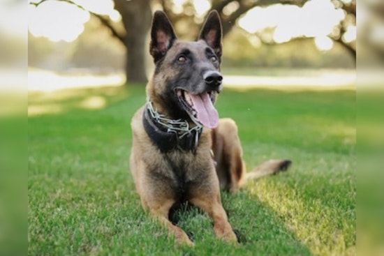 Boerne Community Mourns the Loss of Beloved Police K-9 Chico Killed in Line of Duty