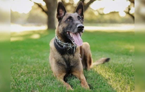 Boerne Community Mourns the Loss of Beloved Police K-9 Chico Killed in Line of Duty
