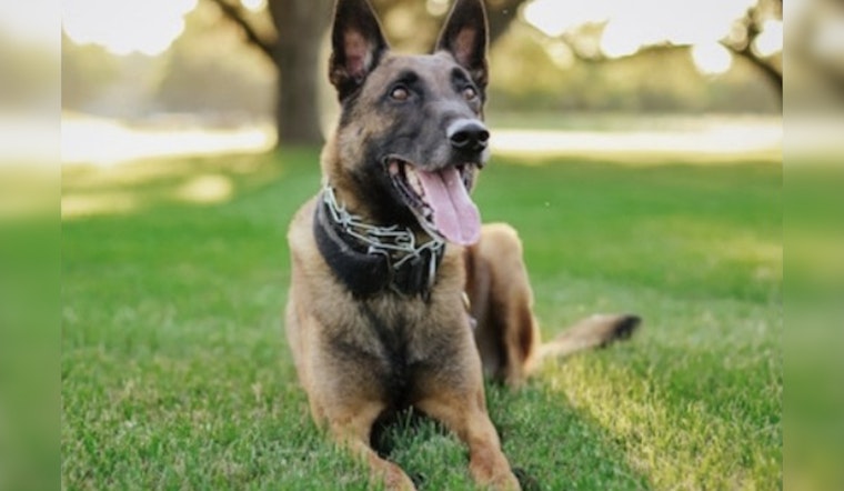 Boerne Community Mourns the Loss of Beloved Police K-9 Chico Killed in Line of Duty