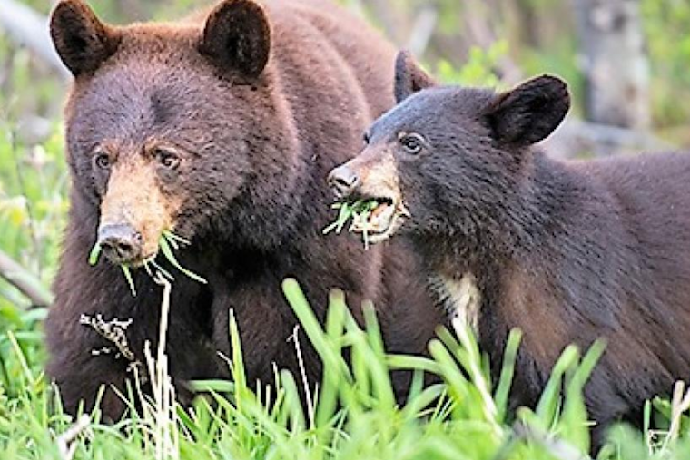Boulder Residents Alerted to Rise in Bear Sightings as Spring Awakens Wildlife