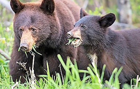 Boulder Residents Alerted to Rise in Bear Sightings as Spring Awakens Wildlife