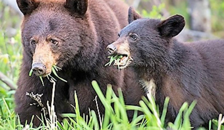 Boulder Residents Alerted to Rise in Bear Sightings as Spring Awakens Wildlife