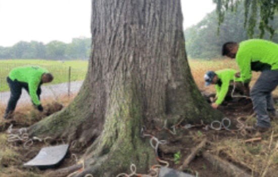 Brooklyn's Prospect Park Alliance Fights to Save Century-Old Elms from Dutch Elm Disease