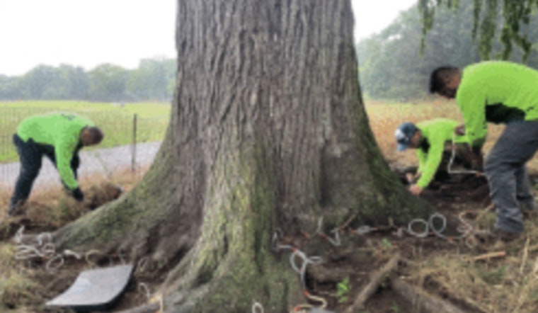 Brooklyn's Prospect Park Alliance Fights to Save Century-Old Elms from Dutch Elm Disease