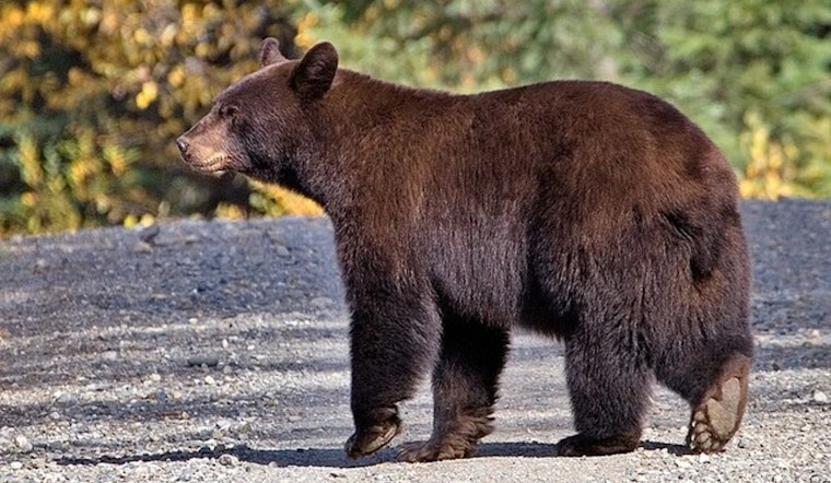 Burbank Community on Alert as Bear Sightings Continue for Over a Week