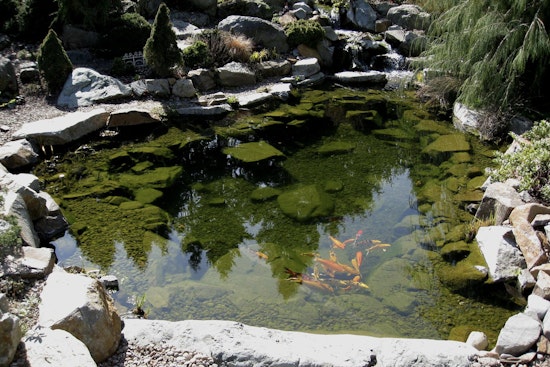Cactus High School Unveils Serene Campus Pond Overhaul with Community and Local Business Support