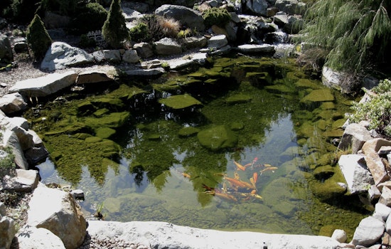 Cactus High School Unveils Serene Campus Pond Overhaul with Community and Local Business Support