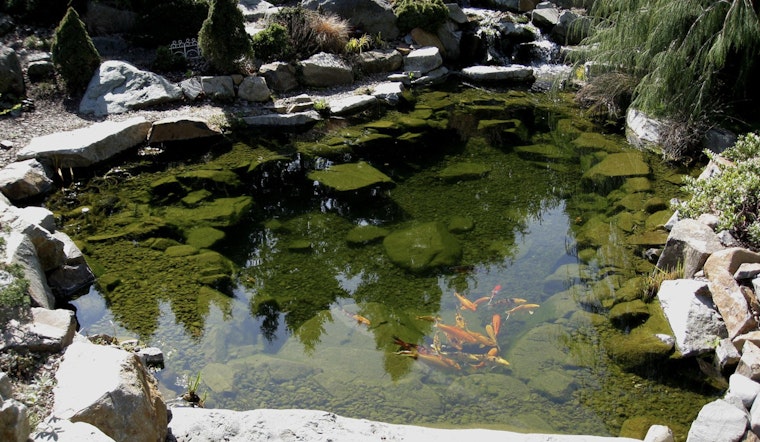 Cactus High School Unveils Serene Campus Pond Overhaul with Community and Local Business Support