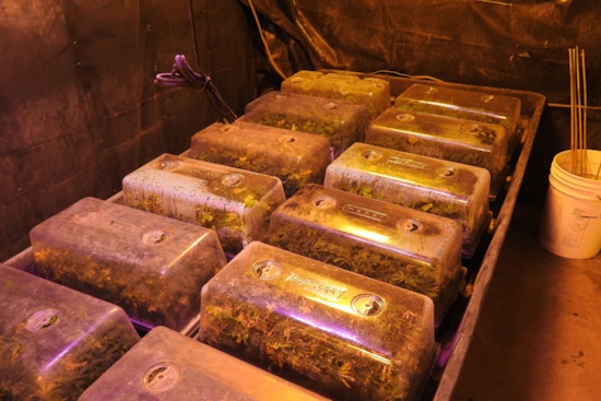 Calaveras County Sheriff's Office Busts Major Illegal Marijuana Operation in San Andreas