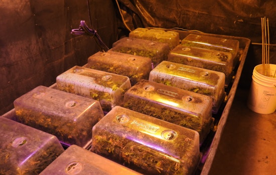 Calaveras County Sheriff's Office Busts Major Illegal Marijuana Operation in San Andreas