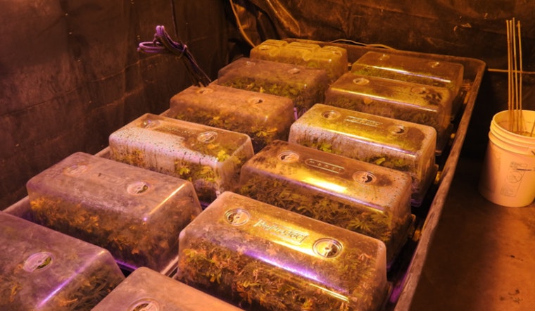 Calaveras County Sheriff's Office Busts Major Illegal Marijuana Operation in San Andreas