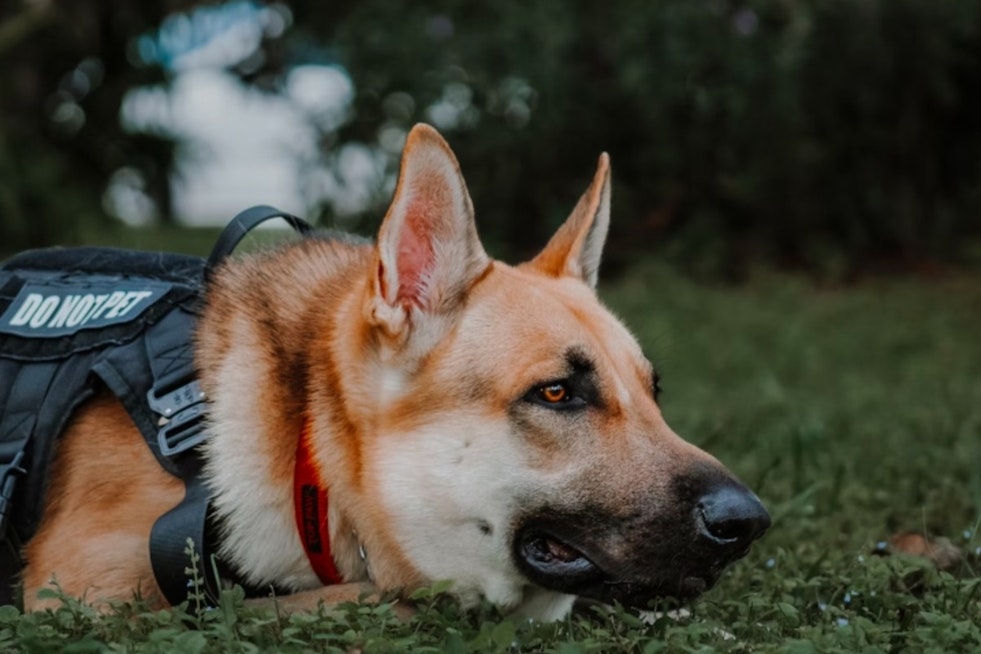 Canine Detectives on the Scent of a Solution as WSU Researchers Employ Dogs to Sniff Out Little Cherry Disease in Tree Fruit Industry