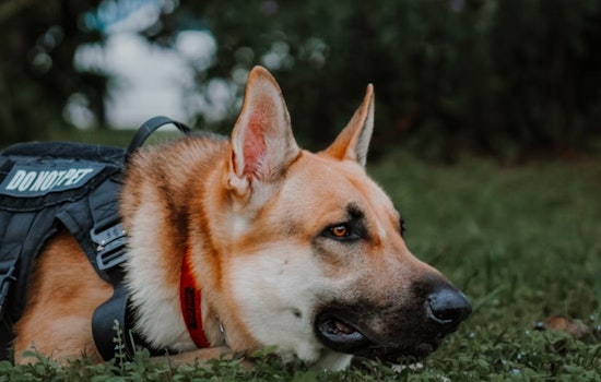 Canine Detectives on the Scent of a Solution as WSU Researchers Employ Dogs to Sniff Out Little Cherry Disease in Tree Fruit Industry