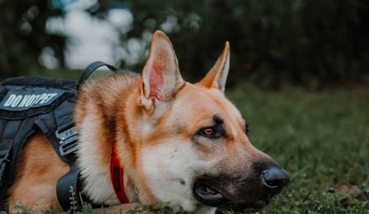 Canine Detectives on the Scent of a Solution as WSU Researchers Employ Dogs to Sniff Out Little Cherry Disease in Tree Fruit Industry