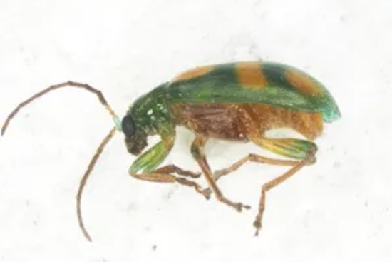 CBP Agriculture Specialists Intercept Rare Corn Rootworm at Brownsville Port of Entry, Shielding U.S. Crops from Potential Threat
