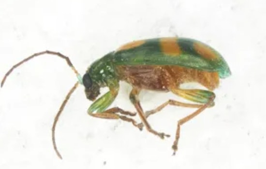 CBP Agriculture Specialists Intercept Rare Corn Rootworm at Brownsville Port of Entry, Shielding U.S. Crops from Potential Threat