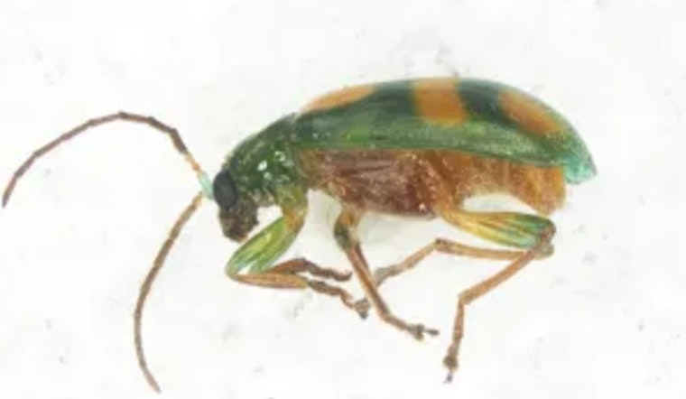 CBP Agriculture Specialists Intercept Rare Corn Rootworm at Brownsville Port of Entry, Shielding U.S. Crops from Potential Threat