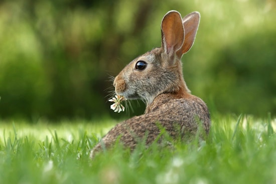 Central Illinois Health Officials Warn of Tularemia Risk after Infected Rabbit Found in Tuscola