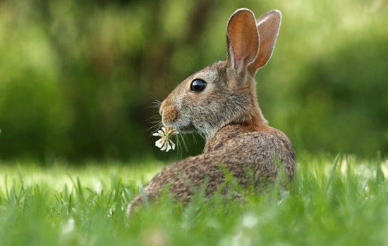 Central Illinois Health Officials Warn of Tularemia Risk after Infected Rabbit Found in Tuscola