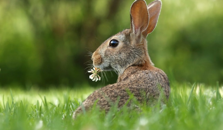 Central Illinois Health Officials Warn of Tularemia Risk after Infected Rabbit Found in Tuscola