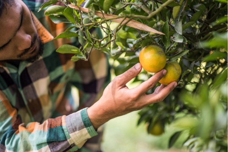 Central Texas Celebrates Loquat Season: A Sweet Opportunity for Sustainable Foraging and Community Connection
