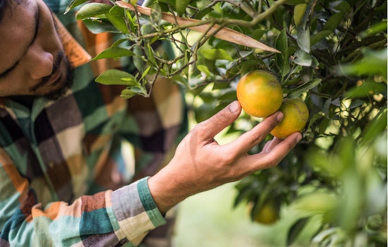 Central Texas Celebrates Loquat Season: A Sweet Opportunity for Sustainable Foraging and Community Connection