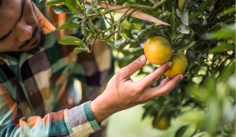 Central Texas Celebrates Loquat Season: A Sweet Opportunity for Sustainable Foraging and Community Connection