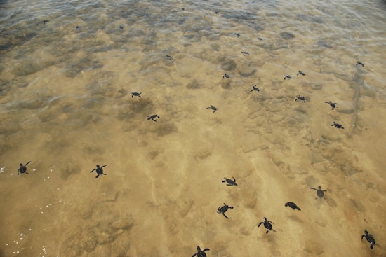 Charlotte County Welcomes Sea Turtle Nesting Season as Officials Urge Respect for Marine Life